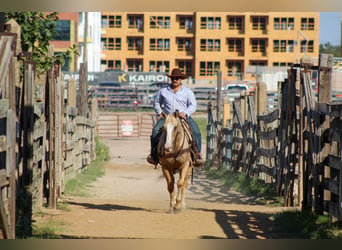 American Quarter Horse, Ruin, 8 Jaar, 152 cm, Palomino