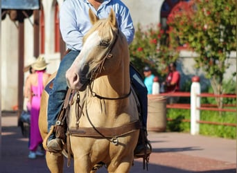 American Quarter Horse, Ruin, 8 Jaar, 152 cm, Palomino