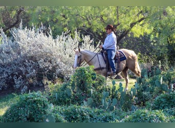 American Quarter Horse, Ruin, 8 Jaar, 152 cm, Palomino