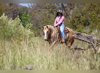 American Quarter Horse, Ruin, 8 Jaar, 152 cm, Palomino