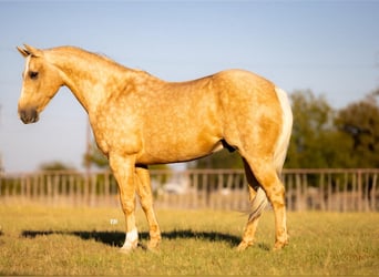 American Quarter Horse, Ruin, 8 Jaar, 152 cm, Palomino