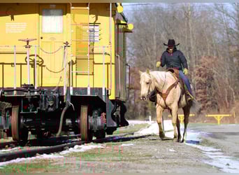 American Quarter Horse, Ruin, 8 Jaar, 152 cm