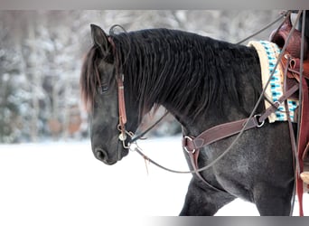 American Quarter Horse, Ruin, 8 Jaar, 152 cm, Roan-Blue