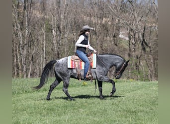 American Quarter Horse, Ruin, 8 Jaar, 152 cm, Roan-Blue