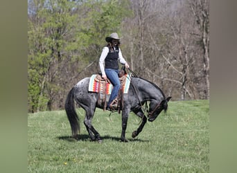 American Quarter Horse, Ruin, 8 Jaar, 152 cm, Roan-Blue