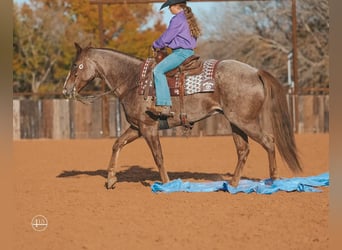American Quarter Horse, Ruin, 8 Jaar, 152 cm, Roan-Red