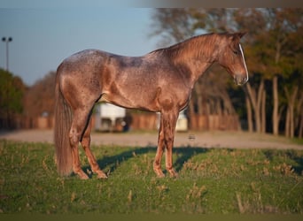 American Quarter Horse, Ruin, 8 Jaar, 152 cm, Roan-Red