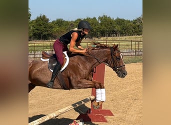 American Quarter Horse, Ruin, 8 Jaar, 152 cm, Roan-Red