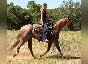 American Quarter Horse, Ruin, 8 Jaar, 152 cm, Roan-Red