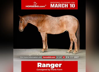 American Quarter Horse, Ruin, 8 Jaar, 152 cm, Roan-Red