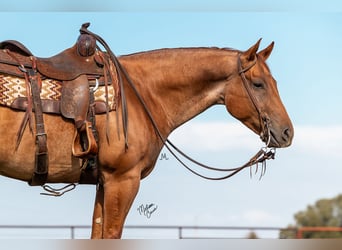 American Quarter Horse, Ruin, 8 Jaar, 152 cm, Roan-Red