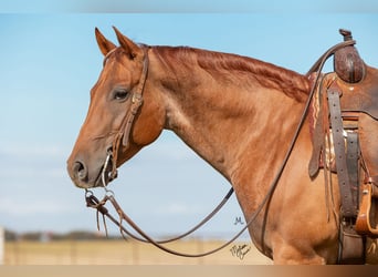 American Quarter Horse, Ruin, 8 Jaar, 152 cm, Roan-Red