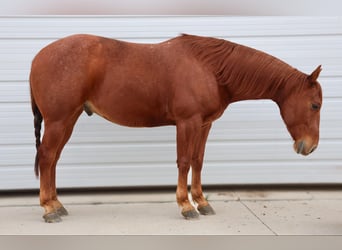 American Quarter Horse, Ruin, 8 Jaar, 152 cm, Roan-Red