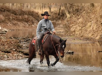 American Quarter Horse, Ruin, 8 Jaar, 152 cm, Roodbruin