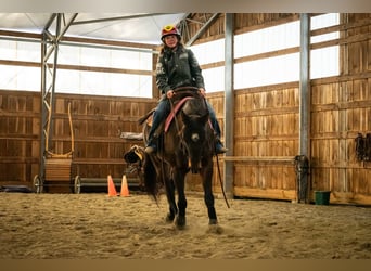 American Quarter Horse, Ruin, 8 Jaar, 152 cm, Roodbruin