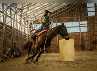 American Quarter Horse, Ruin, 8 Jaar, 152 cm, Roodbruin