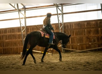 American Quarter Horse, Ruin, 8 Jaar, 152 cm, Roodbruin