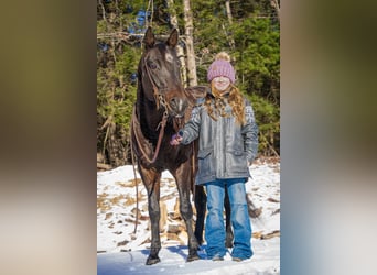 American Quarter Horse, Ruin, 8 Jaar, 152 cm, Roodbruin