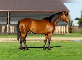 American Quarter Horse, Ruin, 8 Jaar, 152 cm, Roodbruin
