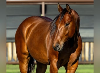 American Quarter Horse, Ruin, 8 Jaar, 152 cm, Roodbruin