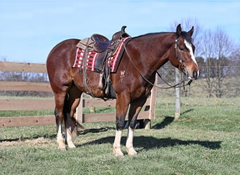 American Quarter Horse, Ruin, 8 Jaar, 152 cm, Roodbruin