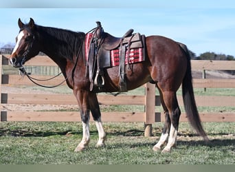 American Quarter Horse, Ruin, 8 Jaar, 152 cm, Roodbruin