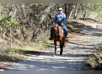 American Quarter Horse, Ruin, 8 Jaar, 152 cm, Roodbruin