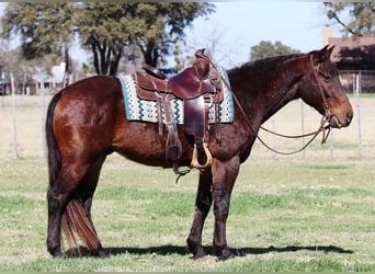 American Quarter Horse, Ruin, 8 Jaar, 152 cm, Roodbruin