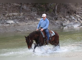 American Quarter Horse, Ruin, 8 Jaar, 152 cm, Roodbruin