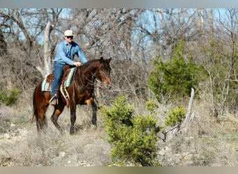 American Quarter Horse, Ruin, 8 Jaar, 152 cm, Roodbruin