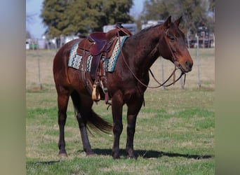 American Quarter Horse, Ruin, 8 Jaar, 152 cm, Roodbruin