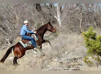 American Quarter Horse, Ruin, 8 Jaar, 152 cm, Roodbruin