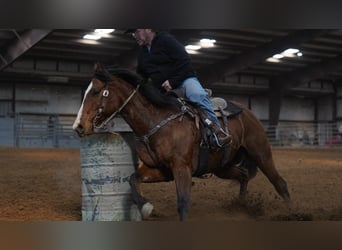 American Quarter Horse, Ruin, 8 Jaar, 152 cm, Roodbruin