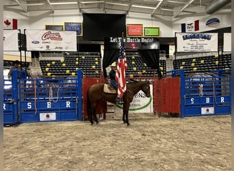 American Quarter Horse, Ruin, 8 Jaar, 152 cm, Roodbruin