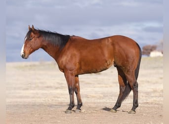 American Quarter Horse, Ruin, 8 Jaar, 152 cm, Roodbruin