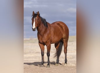 American Quarter Horse, Ruin, 8 Jaar, 152 cm, Roodbruin