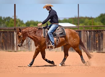 American Quarter Horse, Ruin, 8 Jaar, 152 cm, Roodvos