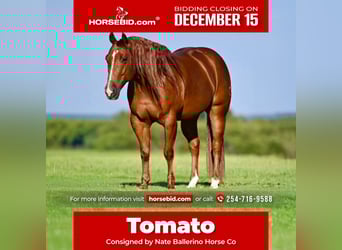 American Quarter Horse, Ruin, 8 Jaar, 152 cm, Roodvos