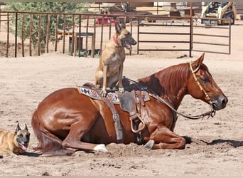 American Quarter Horse, Ruin, 8 Jaar, 152 cm, Roodvos