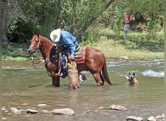 American Quarter Horse, Ruin, 8 Jaar, 152 cm, Roodvos