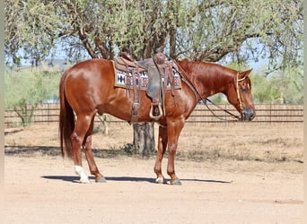 American Quarter Horse, Ruin, 8 Jaar, 152 cm, Roodvos