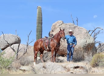 American Quarter Horse, Ruin, 8 Jaar, 152 cm, Roodvos