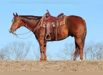 American Quarter Horse, Ruin, 8 Jaar, 152 cm, Roodvos