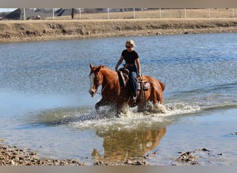 American Quarter Horse, Ruin, 8 Jaar, 152 cm, Roodvos