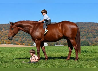 American Quarter Horse, Ruin, 8 Jaar, 152 cm, Roodvos