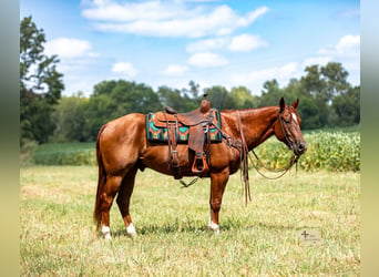 American Quarter Horse, Ruin, 8 Jaar, 152 cm, Roodvos