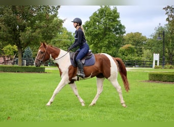 American Quarter Horse, Ruin, 8 Jaar, 152 cm, Roodvos