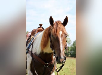 American Quarter Horse, Ruin, 8 Jaar, 152 cm, Roodvos