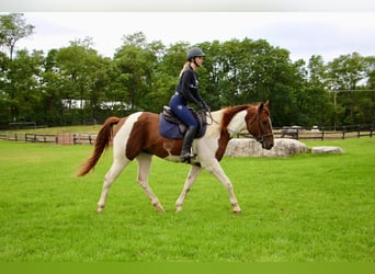 American Quarter Horse, Ruin, 8 Jaar, 152 cm, Roodvos