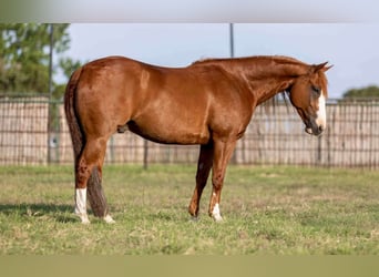 American Quarter Horse, Ruin, 8 Jaar, 152 cm, Roodvos